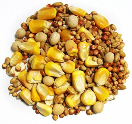 Show full view: Brown's Park Small Corn Premium Pigeon Food, 50-lb bag slide 2 of 3