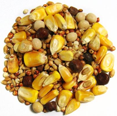 Show full view: Brown's Thrifty Small Corn Seeds & Grains Dove & Pigeon Bird Food, 50-lb bag slide 2 of 3