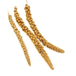 Brown's Tropical Carnival Golden Millet Spray Bird Treat, 25-lb box