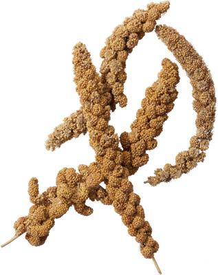 Show full view: Brown's Tropical Carnival Golden Millet Spray Bird Treat, 5-lb box slide 3 of 4