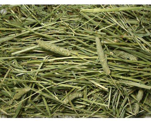 Show full view: Brown's Tropical Carnival Natural Timothy Hay Small Animal Food, 96-oz bag slide 2 of 3