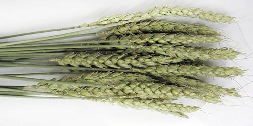 Show full view: Brown's Tropical Carnival Natural Wheat Sprays Small Animal Treats, 1.5-oz bag slide 4 of 5