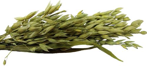 Show full view: Brown's Tropical Carnival Oat Spray Small Animal Treats, 1.5-oz bag slide 4 of 6