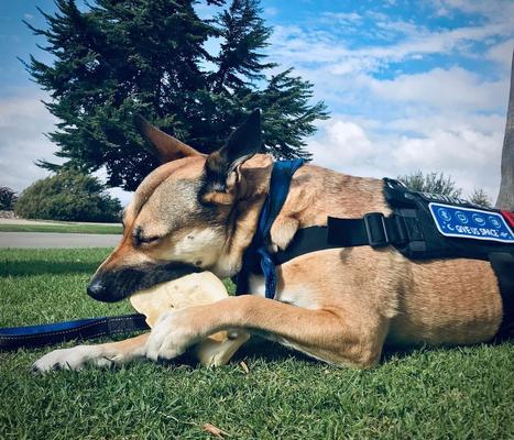 Show full view: Brutus & Barnaby Premium Whole Cow Ears Puppy Natural Dog Chew - 15 count slide 9 of 10