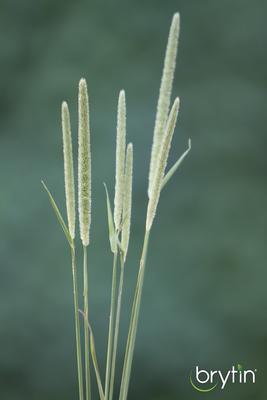 Show full view: Brytin 1st Cutting All-Natural Western Timothy Hay Chinchilla Food, 48-oz bag slide 3 of 5