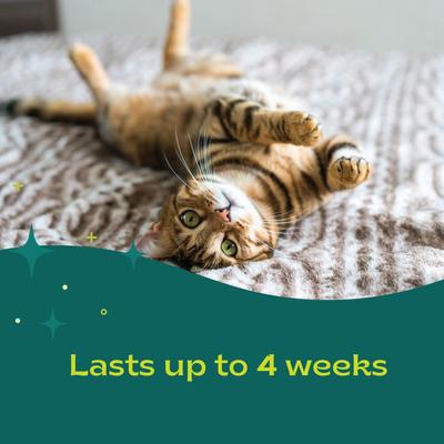 Show full view: bSerene Pheromone Adjustable Calming Collar for Cats slide 8 of 9