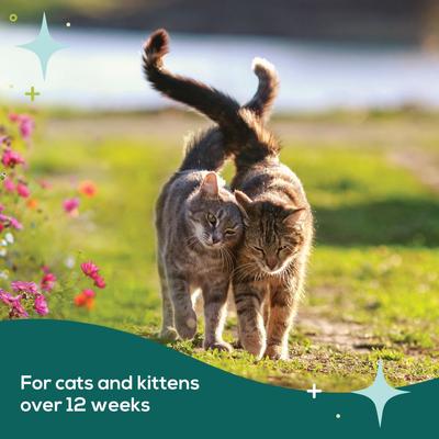 Show full view: bSerene Pheromone Adjustable Calming Collar for Cats slide 7 of 9