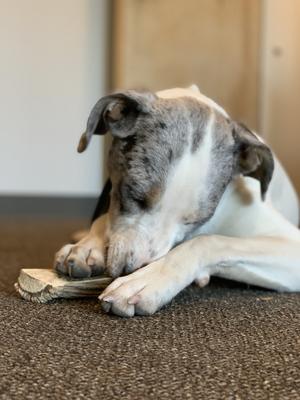 Show full view: Buck Bone Organics Elk Antler Dog Chews, 1-lb bag slide 6 of 11