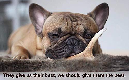 Show full view: Buck Bone Organics Premium Whole Deer Antler Dog Chews, 6 count, Medium slide 9 of 11