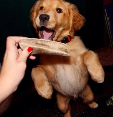 Show full view: Buck Bone Organics Split Elk Antler Dog Chews, 4-in slide 5 of 11