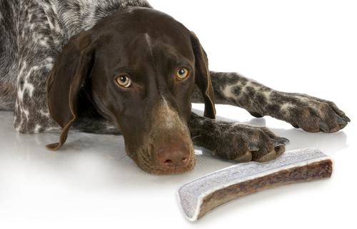 Show full view: Buck Bone Organics Split Elk Antler Dog Treats, 2 count bag, Large slide 5 of 8