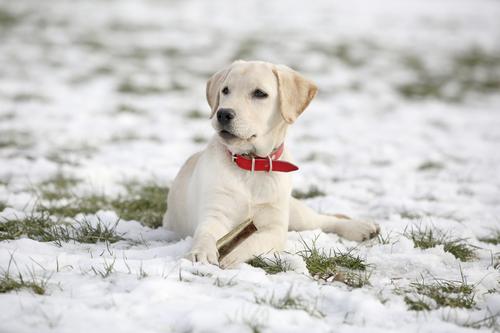 Show full view: Buck Bone Organics Split Elk Antler Dog Treats, 2 count bag, Medium slide 5 of 8