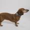 Show in main carousel: Buckle-Down Checker Dog Collar, Large slide 3 of 10