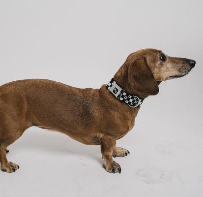Show full view: Buckle-Down Checker Dog Collar, Medium slide 4 of 11