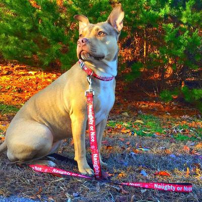 Show full view: Buckle-Down Christmas NAUGHTY OR NICE Dog Collar, Wide-Medium slide 4 of 10