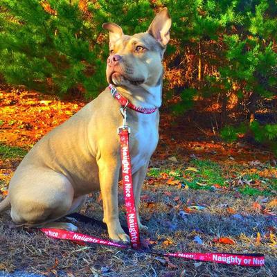 Show full view: Buckle-Down Christmas NAUGHTY OR NICE Dog Leash slide 4 of 5