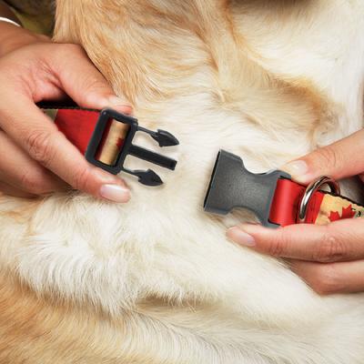 Show full view: Buckle-Down Country Plastic Clip Polyester Dog Collar, Small: 9 to 15-in neck, 1-in wide, Canada slide 2 of 8