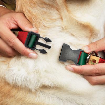 Show full view: Buckle-Down Country Plastic Clip Polyester Dog Collar, Small: 9 to 15-in neck, 1-in wide, Mexico slide 2 of 8
