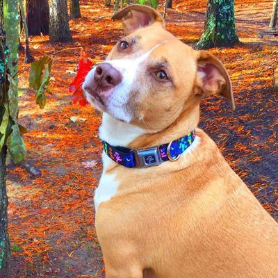 Show full view: Buckle-Down Dancing Bear Polyester Dog Collar, Large Wide: 18 to 32-in neck, 1.5-in wide slide 3 of 10