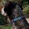 Show in main carousel: Buckle-Down DC Comics Superman Shield Polyester Personalized Dog Collar, Small slide 3 of 7