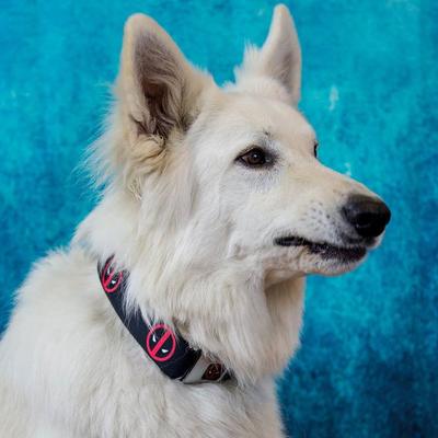 Show full view: Buckle-Down Deadpool Logo Dog Collar, Large slide 3 of 9