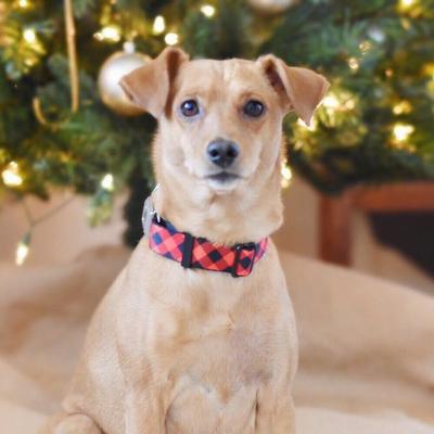 Show full view: Buckle-Down Diagonal Buffalo Plaid Dog Collar, Wide-Large slide 4 of 11