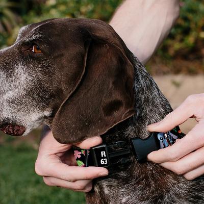 Show full view: Buckle-Down Disney Lilo & Stitch Ohana Means Family Personalized Dog Collar, Large slide 4 of 7