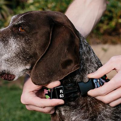 Show full view: Buckle-Down Disney Lilo & Stitch Ohana Means Family Personalized Dog Collar, Medium slide 5 of 8