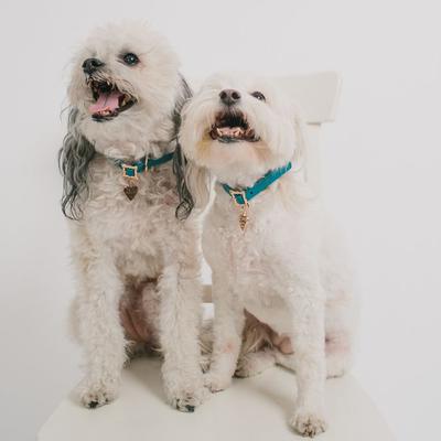 Show full view: Buckle-Down Disney Vegan Leather Lady & the Tramp Dog Collar, X-Large slide 4 of 10