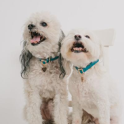 Show full view: Buckle-Down Disney Vegan Leather Lady & the Tramp Dog Collar, XX-Large slide 7 of 10