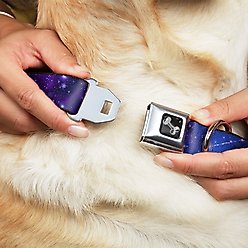 Buckle-Down Galaxy Dog Collar, Wide-Medium slide 2 of 9