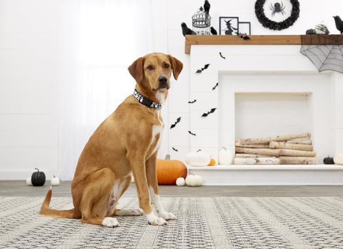 Show full view: Buckle-Down Ghosts Scattered Dog Collar, Large slide 5 of 5