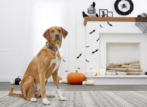 Show full view: Buckle-Down Ghosts Scattered Dog Collar, Medium slide 5 of 5