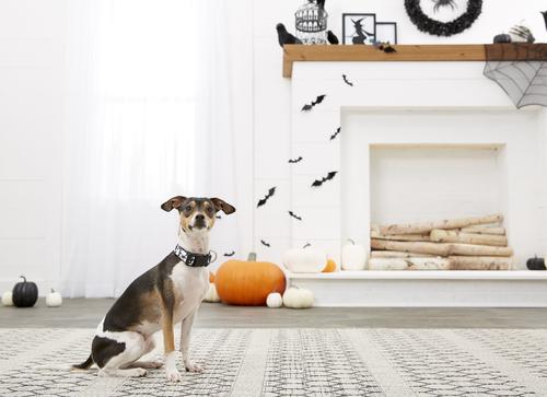 Show full view: Buckle-Down Ghosts Scattered Dog Collar, Small slide 5 of 5