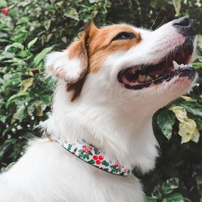 Show full view: Buckle-Down Holly & Mistletoe Dog Collar, Small slide 3 of 10