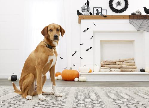 Show full view: Buckle-Down Jack-o'-Lantern Dog Collar, Large slide 5 of 6