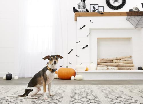 Show full view: Buckle-Down Jack-o'-Lantern Dog Collar, Small slide 5 of 6