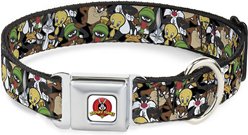 Buckle-Down Looney Tunes Logo Polyester Dog Collar, Medium: 11 to 17-in neck, 1-in wide