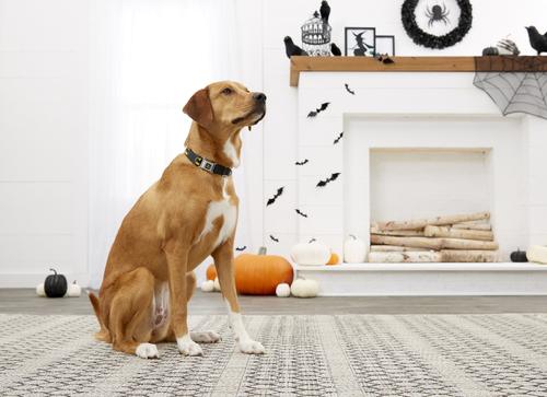 Show full view: Buckle-Down Marvel Avengers Seatbelt Buckle Dog Collar, Large slide 5 of 9