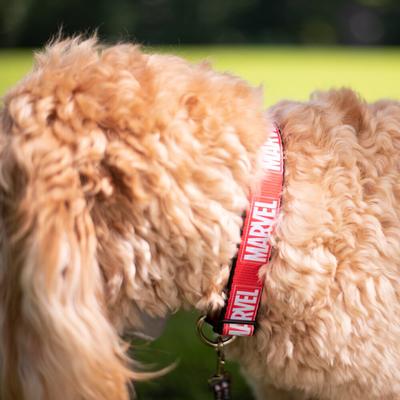 Show full view: Buckle-Down Marvel Red Brick Logo Polyester Dog Collar, Medium: 11 to 17-in neck, 1-in wide slide 3 of 10