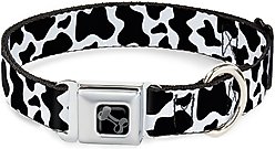 Buckle-Down Metal Seatbelt Buckle Cow Pattern Print Polyester Dog Collar, White/Black, Medium: 11 to 16.5-in neck, 1-in wide