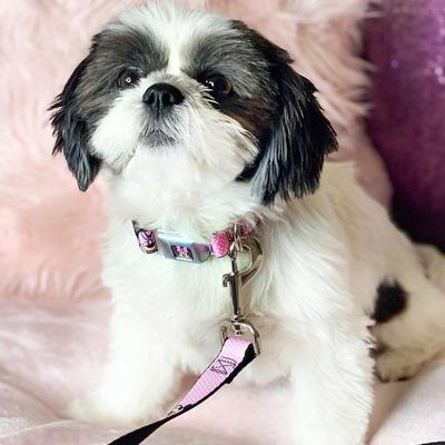 Show full view: Buckle-Down Minnie Mouse Polyester Dog Collar, Medium Wide: 16 to 23-in neck, 1.5-in wide slide 4 of 11