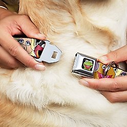 Buckle-Down Muppets Kermit Polyester Dog Collar, Small Wide: 13 to 18-in neck, 1.5-in wide slide 2 of 9