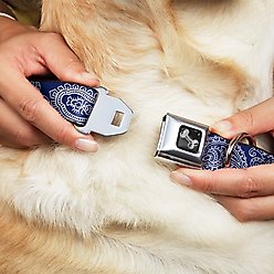 Buckle-Down Paisley Dog Collar, Wide-Large slide 2 of 9