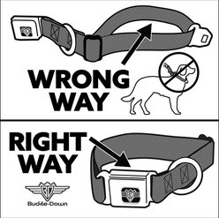 Buckle-Down Peanuts Worldwide LLC Snoopy & Woodstock Dog House Metal Seatbelt Buckle Dog Collar, Sky Blue, Small: 9.5 to 13-in neck, 1-in wide slide 2 of 6