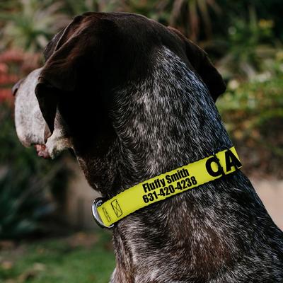 Show full view: Buckle-Down Polyester Personalized Dog Collar, Caution, Large slide 3 of 8