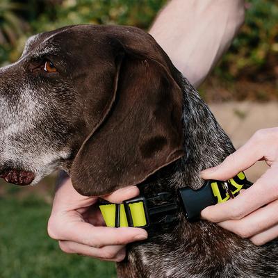 Show full view: Buckle-Down Polyester Personalized Dog Collar, Caution, Medium slide 4 of 8