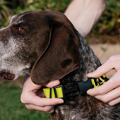 Show full view: Buckle-Down Polyester Personalized Dog Collar, Caution, Small slide 4 of 8