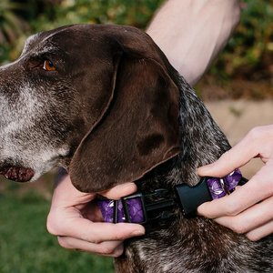 Buckle-Down Polyester Personalized Dog Collar, Hibiscus Collage, Large