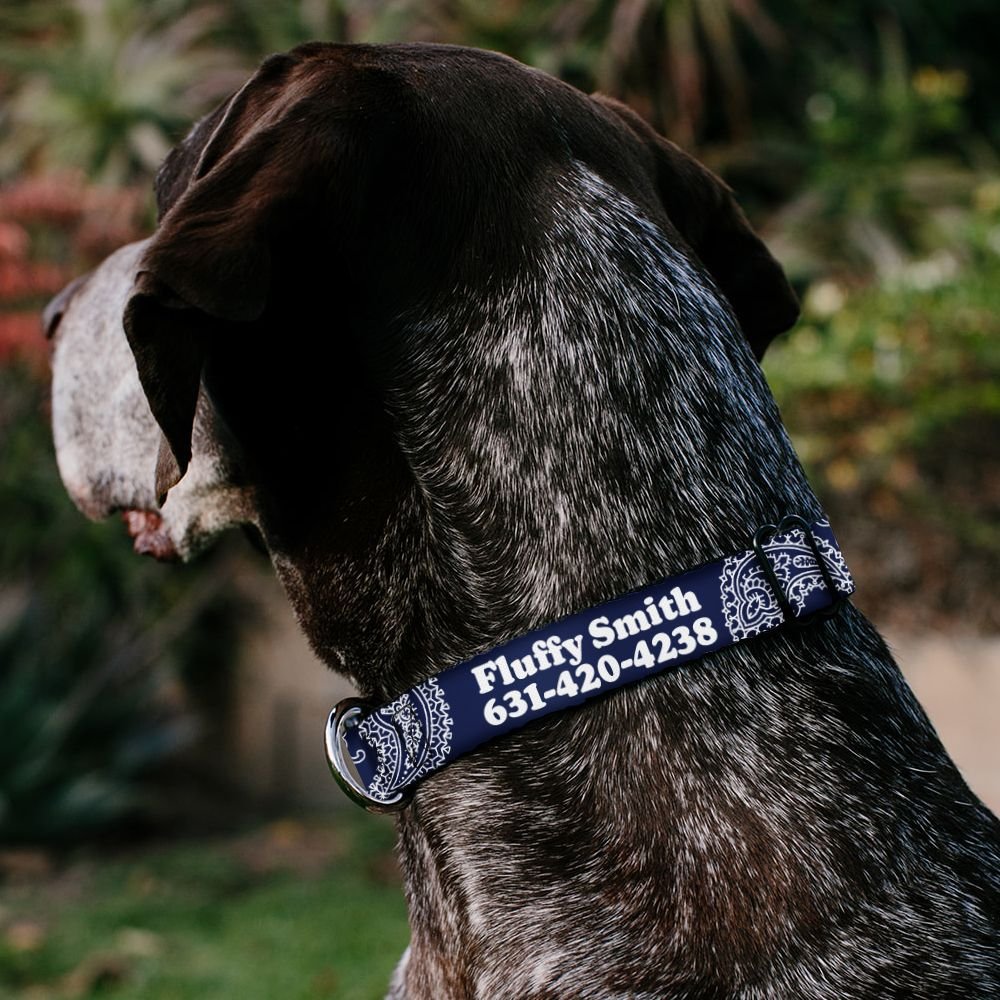 Buckle-Down Paisley Dog Collar